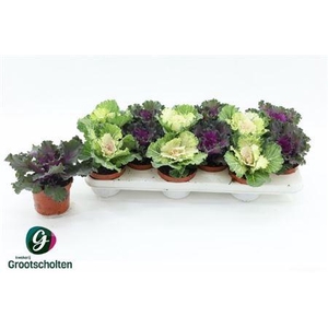 Brassica (sierkool)