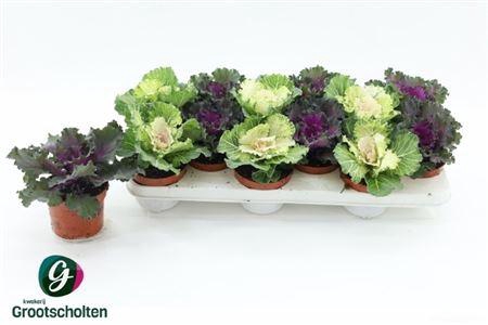 <h4>Brassica (sierkool)</h4>