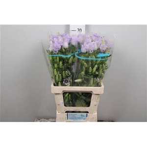 Camp M Champion Lavender