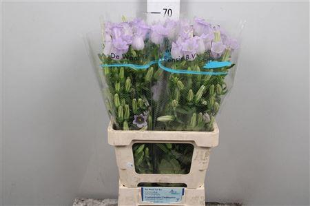 <h4>Camp M Champion Lavender</h4>