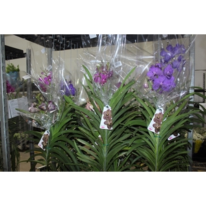 ORQUIDEA VANDA CESTA VAZADA