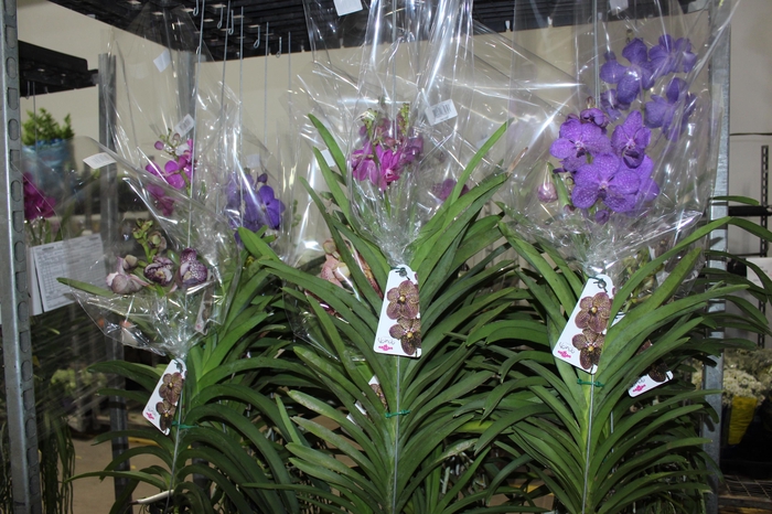 <h4>ORQUIDEA VANDA CESTA VAZADA</h4>