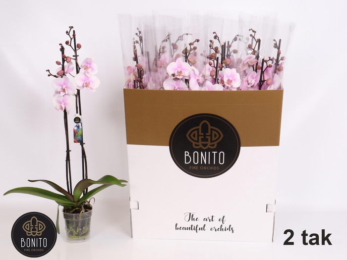 <h4>PHAL OV ROZE</h4>