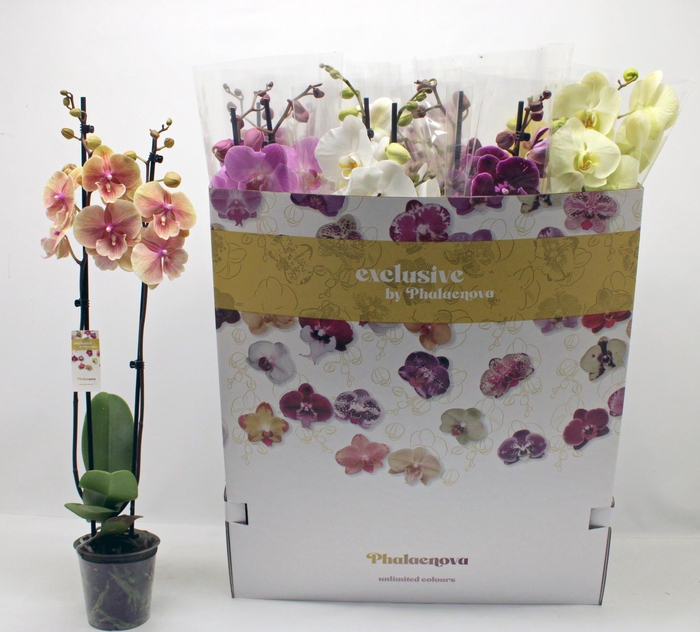 <h4>PHAL GEM 10 KL</h4>