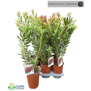 LEUCOSPERMUM OV