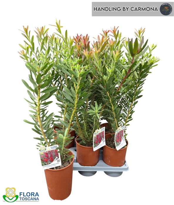 <h4>LEUCOSPERMUM OV</h4>