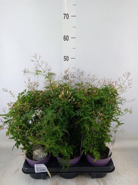 <h4>Jasminum polyanthum</h4>