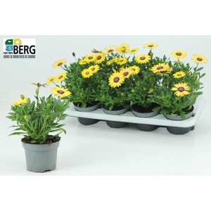 OSTEO SEREN BL EYE B