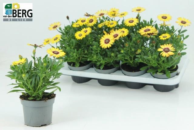 <h4>OSTEO SEREN BL EYE B</h4>