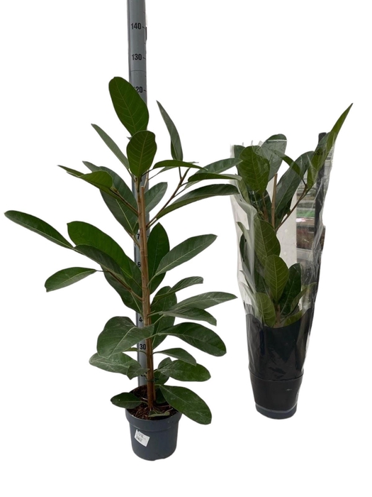 <h4>FIC BENG ROY</h4>