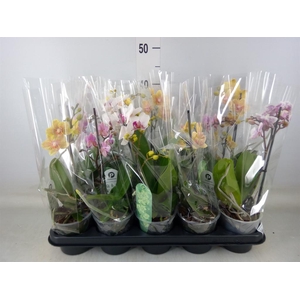 Phalaenopsis multi.   ...mix  3