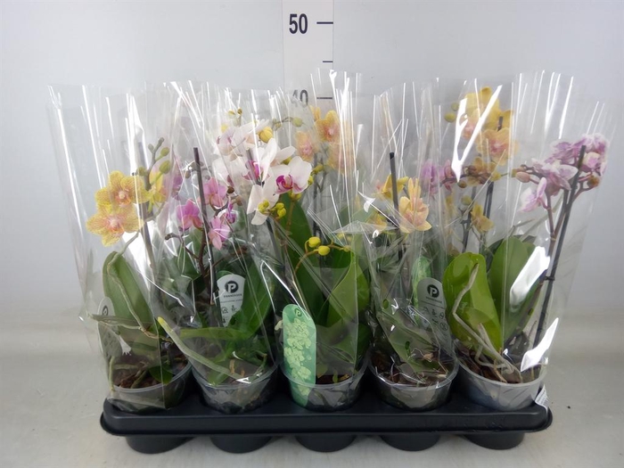 <h4>Phalaenopsis multi.   ...mix  3</h4>