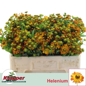 HELEN ORANGE BEAUTY