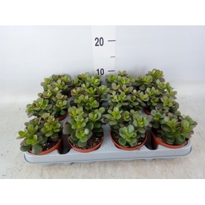 Crassula ovata 'Minor'