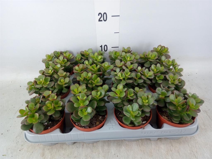 <h4>Crassula ovata 'Minor'</h4>