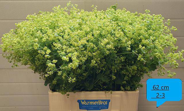 <h4>Alchemilla robustica</h4>