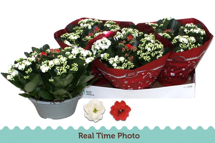 <h4>KAL GE GEM 2 KL</h4>