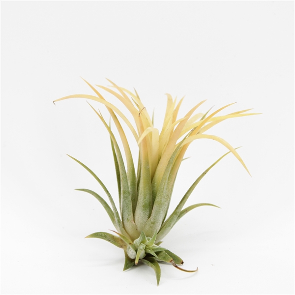<h4>Tillandsia Ionantha Yellow</h4>