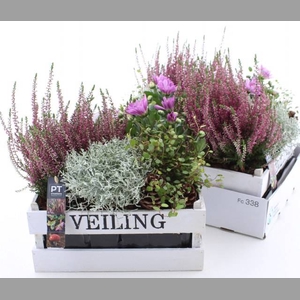 ARR TUINPLANTEN
