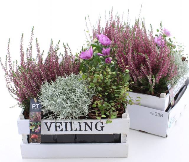 <h4>ARR TUINPLANTEN</h4>