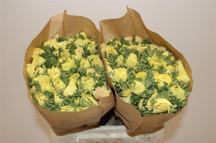 <h4>Anem Marianne Powder Yellow</h4>