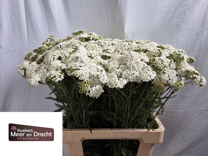 <h4>ACHIL M WHITE BEAUTY</h4>