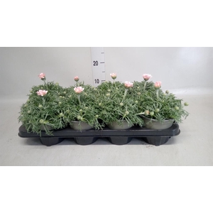 Rhodanthemum hosm. 'African Spirit'