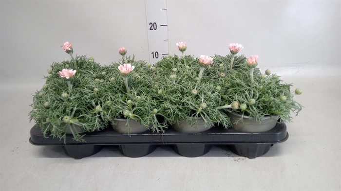 <h4>Rhodanthemum hosm. 'African Spirit'</h4>