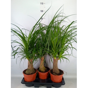 Beaucarnea recurvata