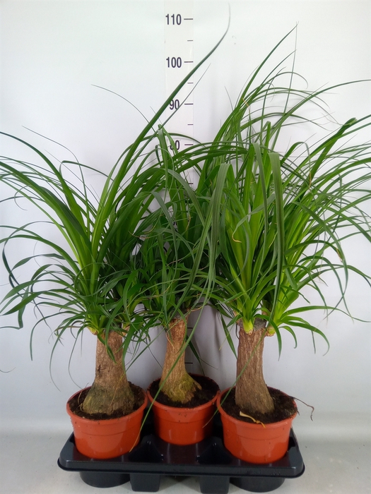 <h4>Beaucarnea recurvata</h4>