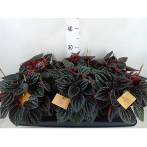 Peperomia caperata   ...