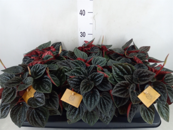 <h4>Peperomia caperata   ...</h4>