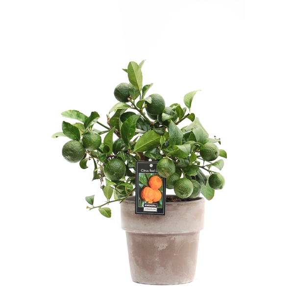 <h4>Citrus Red Lime in Verona pot</h4>