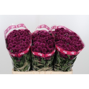 Chr San Aaa Purpetta