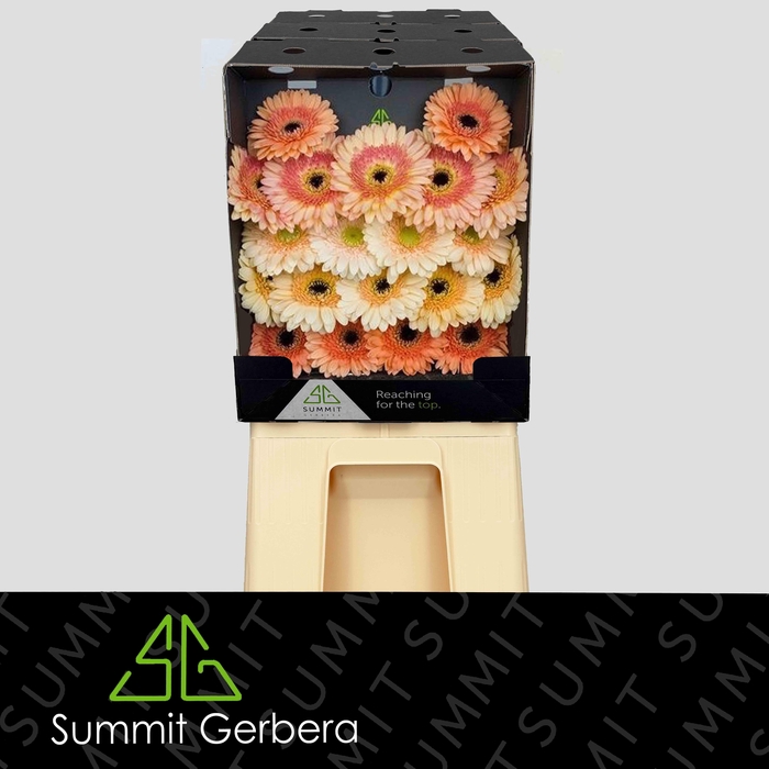 <h4>Germini Mix Apricot Diamond</h4>