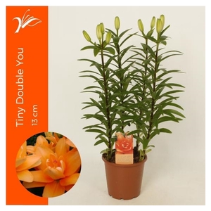 Lilium Tiny Double You 13 cm (az. lelie)