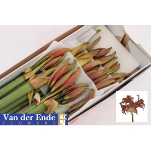 Hipp Ga Happy Valley