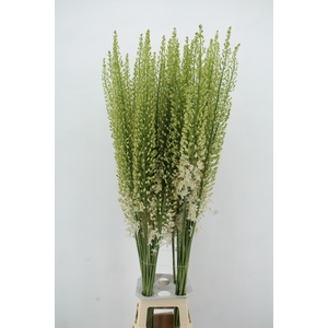 EREMURUS ALASKA