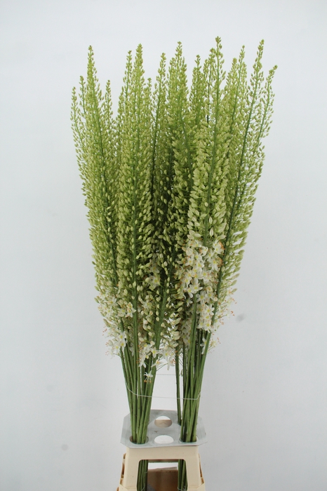 <h4>EREMURUS ALASKA</h4>
