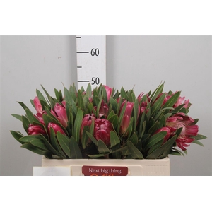 Protea Brenda