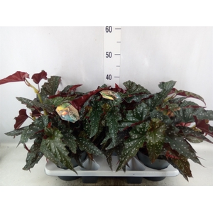 Begonia maculata