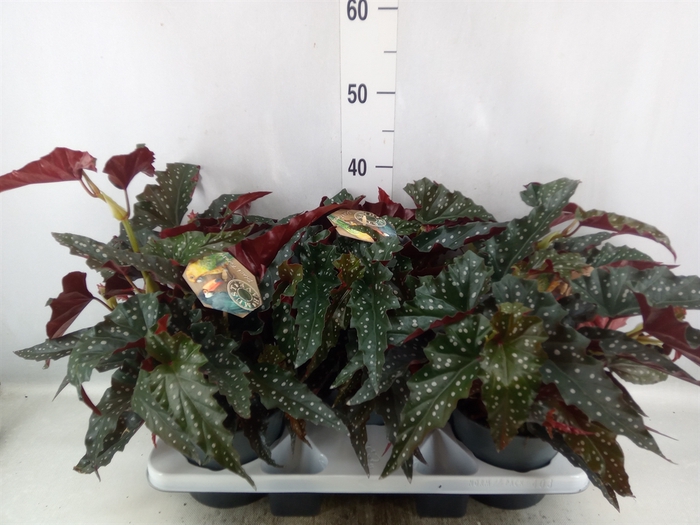 <h4>Begonia maculata</h4>