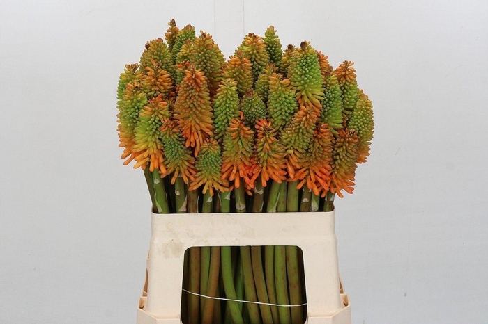 <h4>KNIP EYCONE PEACH</h4>