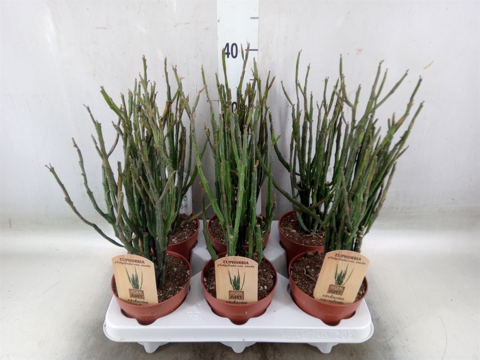 <h4>Euphorbia   ...</h4>