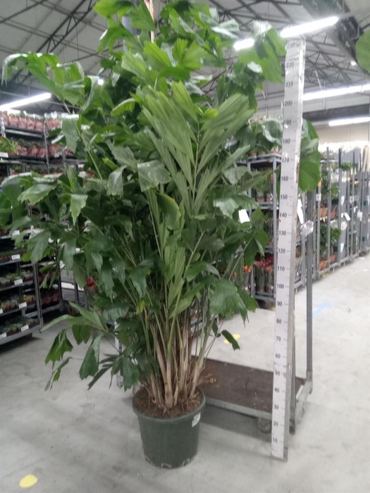 <h4>Caryota mitis</h4>