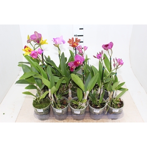ORQUIDEA CATTLEYA MINI P12