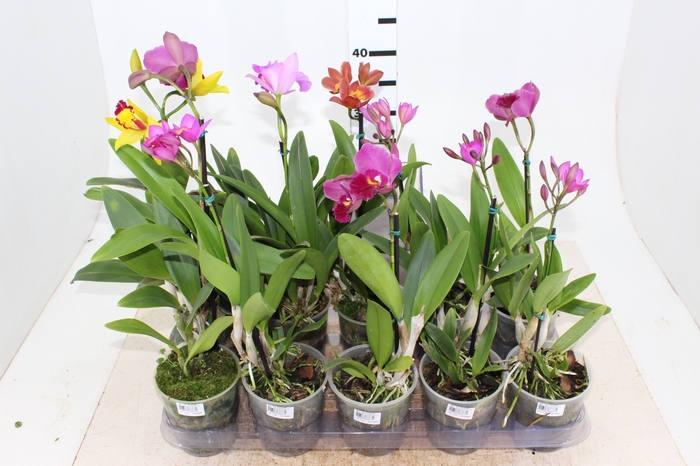 ORQUIDEA CATTLEYA MINI P12