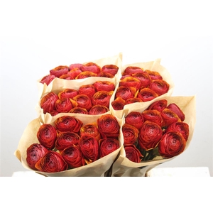 Ran Cloni Ex Brownie