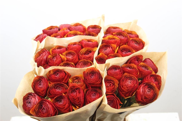 <h4>Ran Cloni Ex Brownie</h4>