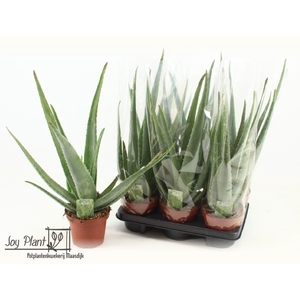 Aloe Vera 14Ø 45cm